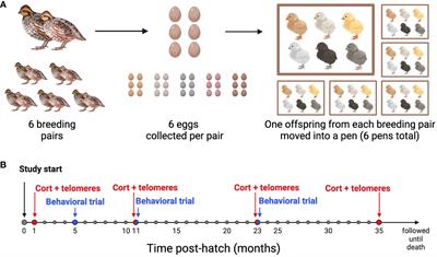 Birds of a feather age together: telomere dynamics and social behavior predict life span in female Japanese quail (Coturnix japonica)